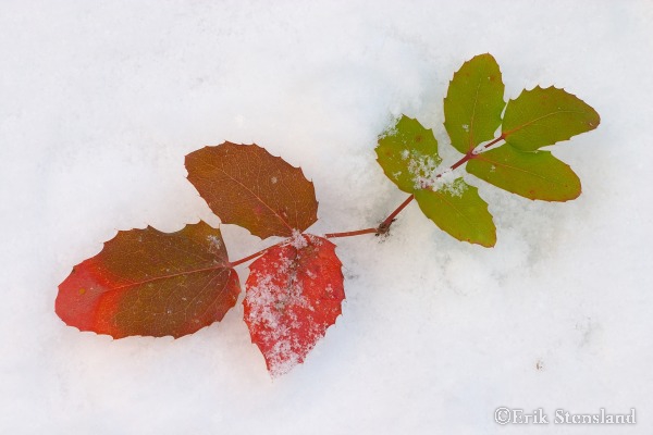 Christmas Colors snow, plant, red, green
